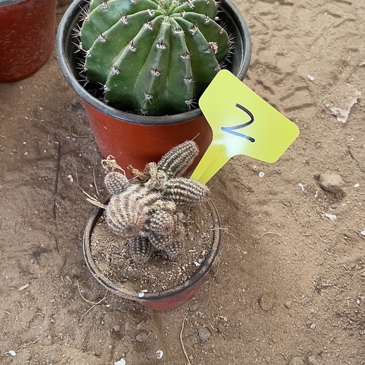 羽衣，林肯的害羞2号不包破损