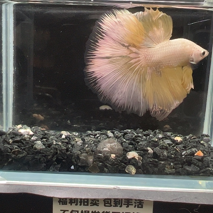 斗鱼跑单拉黑1日25