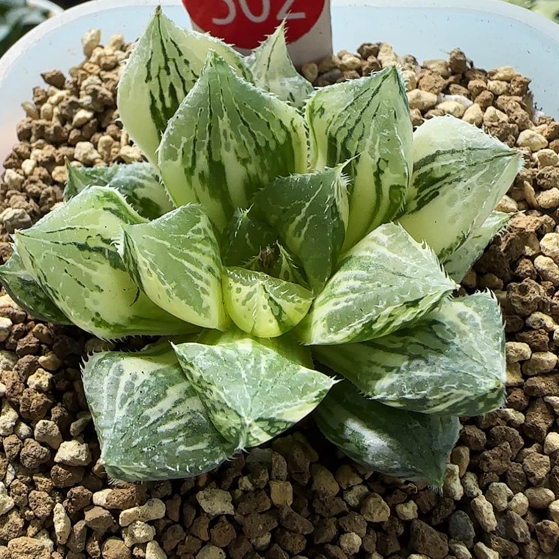 502号宝莲灯玉露锦5.8左右一物一拍带盆土