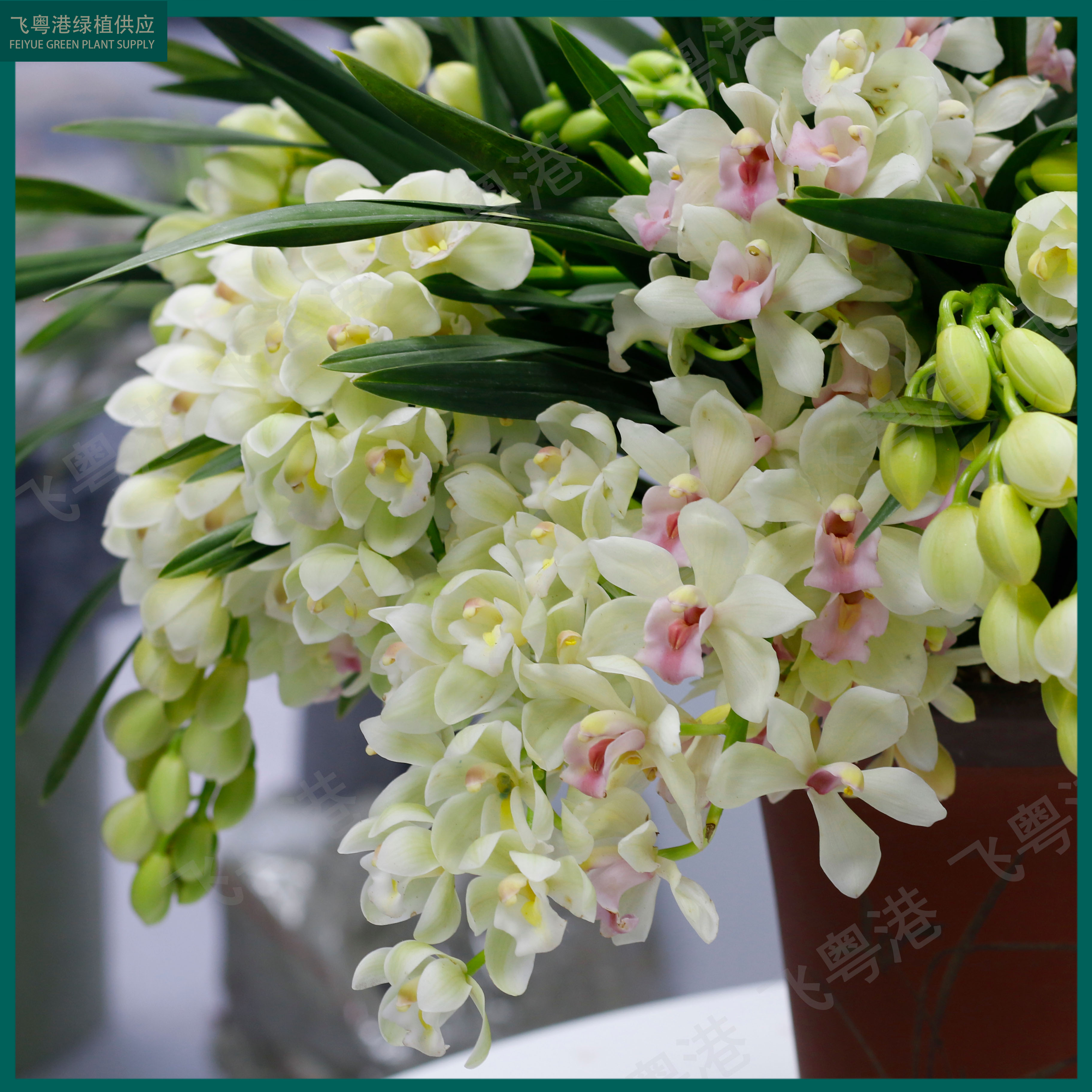 白玉香兰3-5花剑带花苞蕙兰室内外精品花卉四季常青香味浓好养起