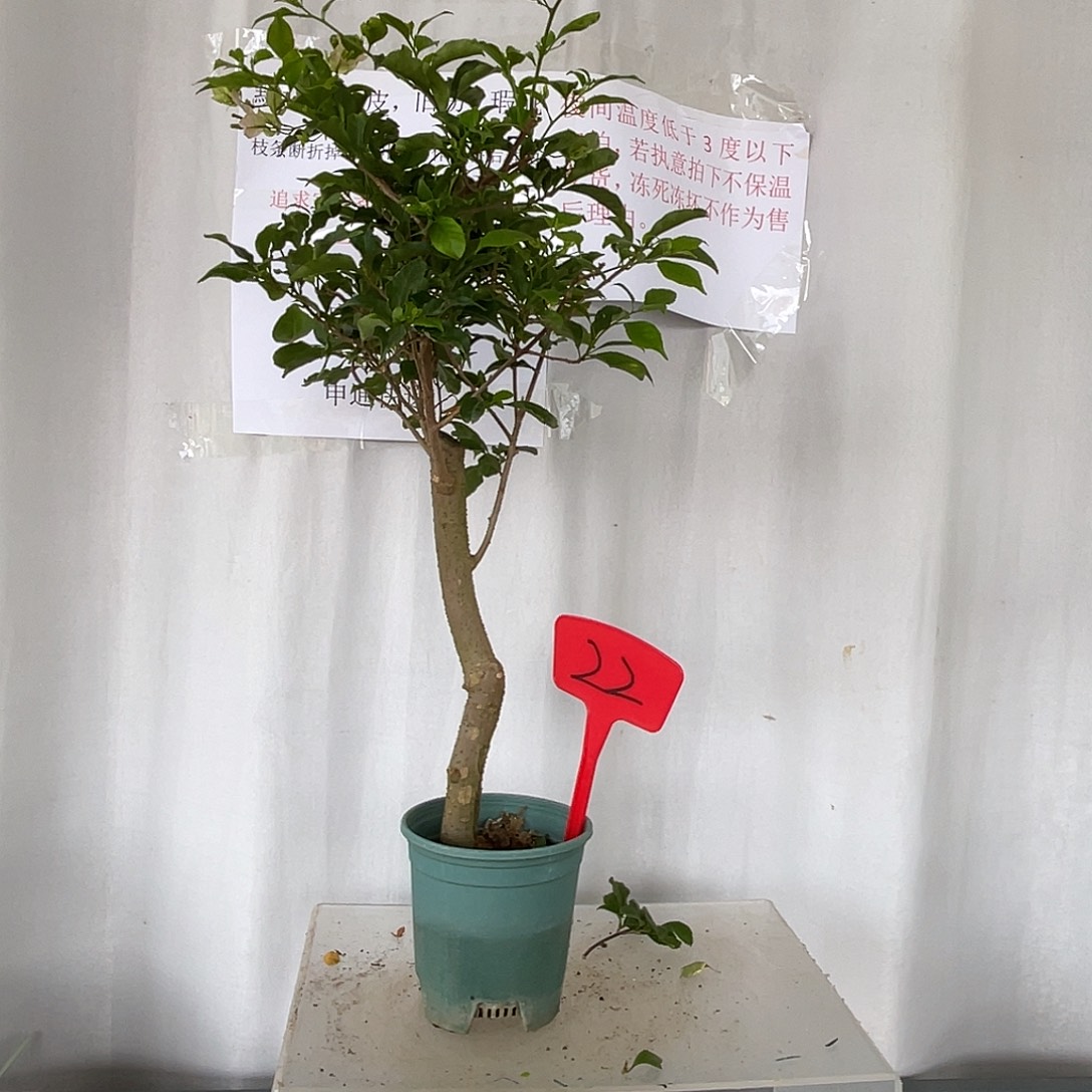 当前无花栽培后可以开花22紫丁香美女有旧伤破皮