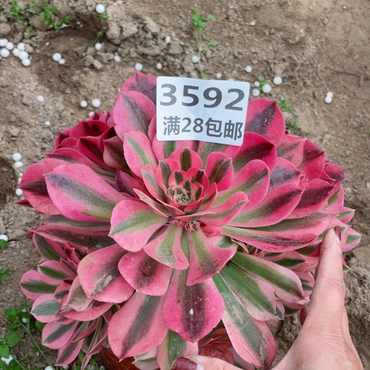 3592一号棚女巫多肉