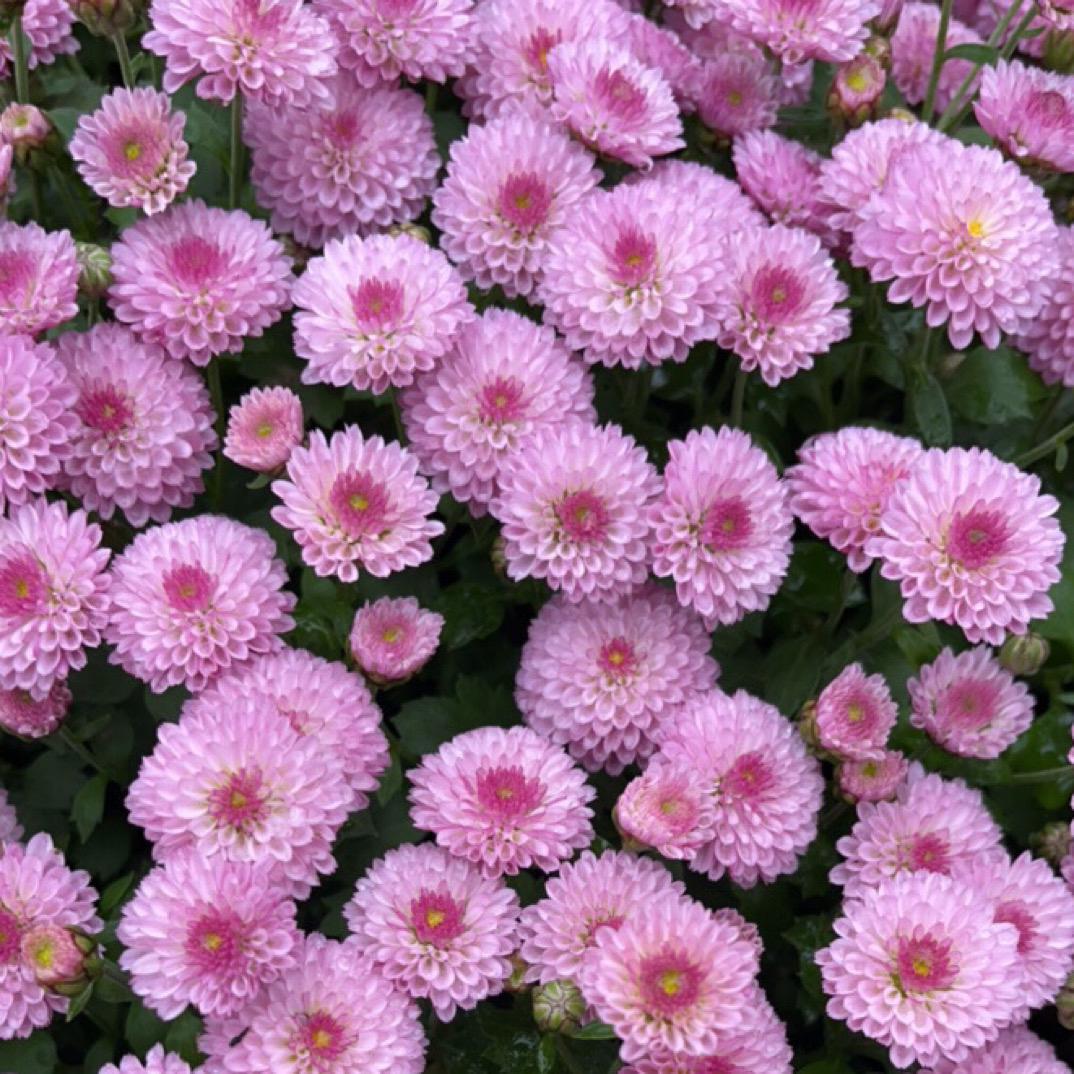 千头菊 耐寒耐热 多年生花卉