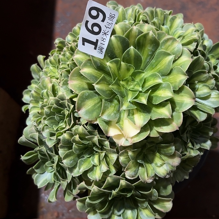 169翡翠琉璃掌心多肉法师锦