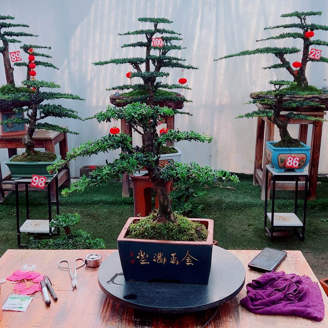 罗汉松小老桩红芽罗汉松