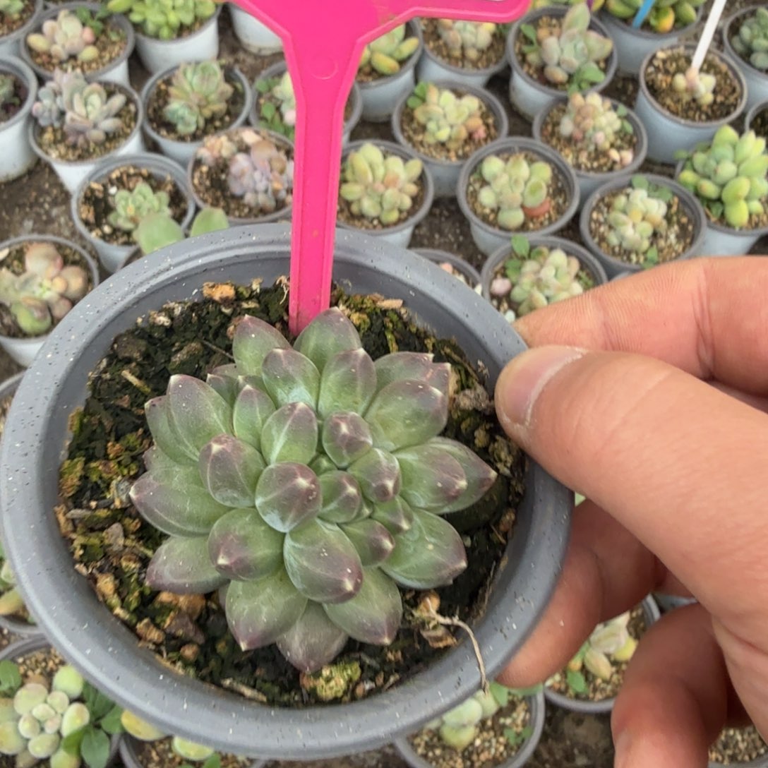 小****多肉植物漂亮单头264