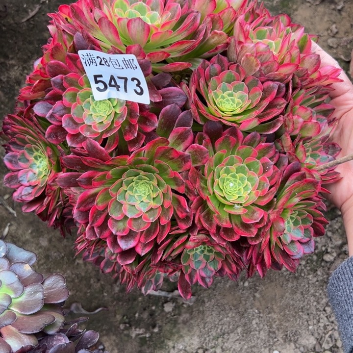 5473朝霞多肉植物