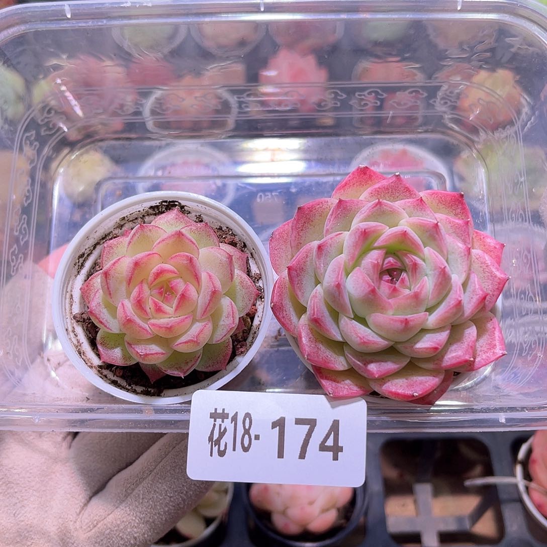 花利美18-174女王➕新品