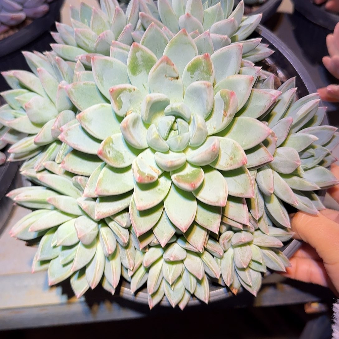 红蛋美人整无砍手捧花多肉