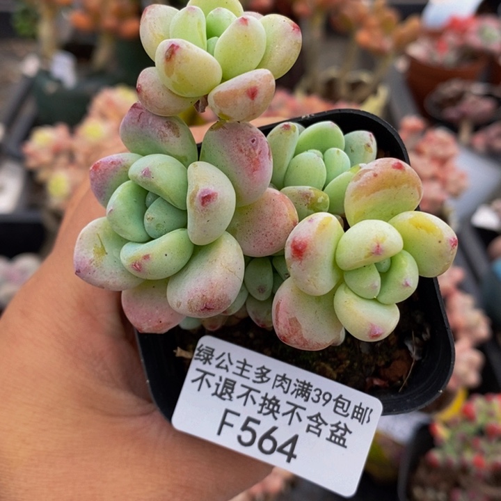 樱花罗琦6cm564多肉植物