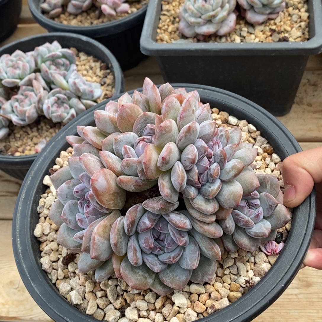 九头带缀绿底紫心 