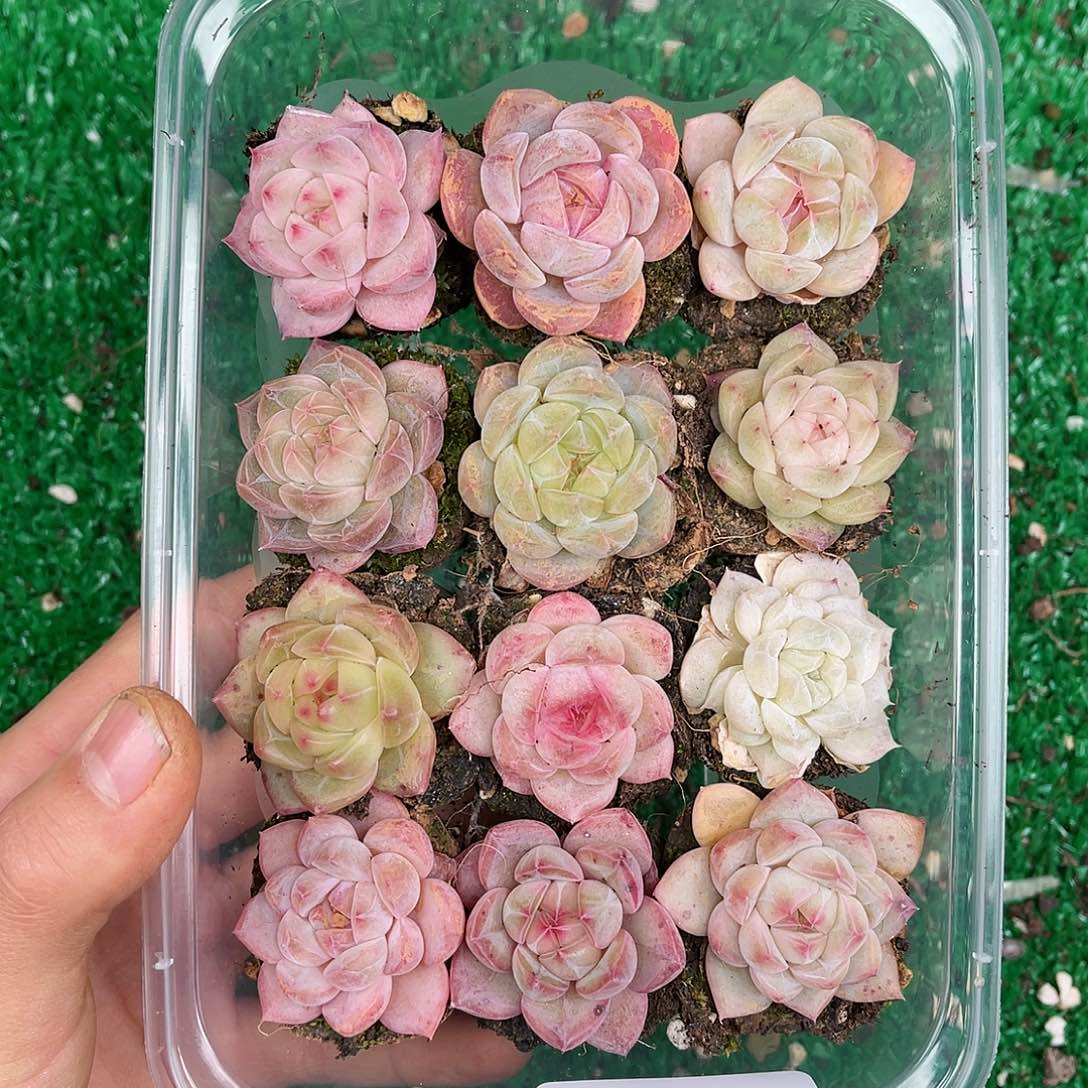 多肉一物一拍25-173