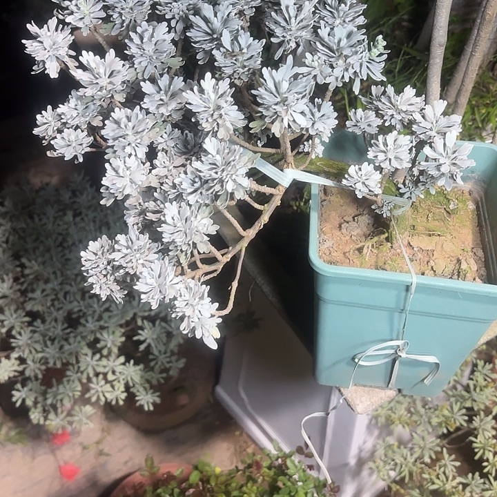 会***果无花朵哈哈哈哈哈