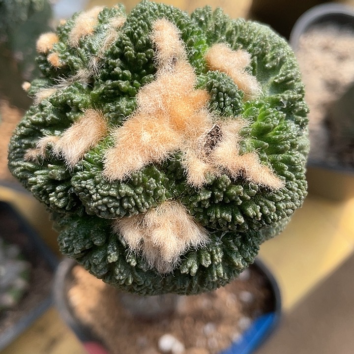 仙人球袖浦接哥斯拉6.5公分089