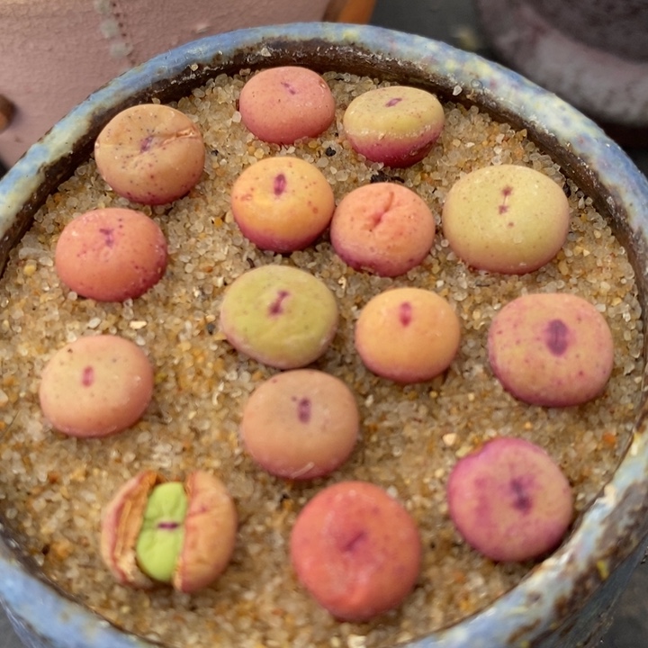 1380B小红嘴1颗买3颗送1颗