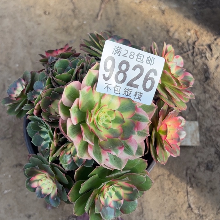 9826荔枝多肉法师法师