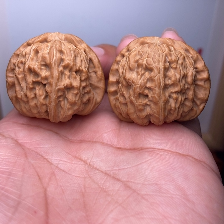核桃全品小白狮子