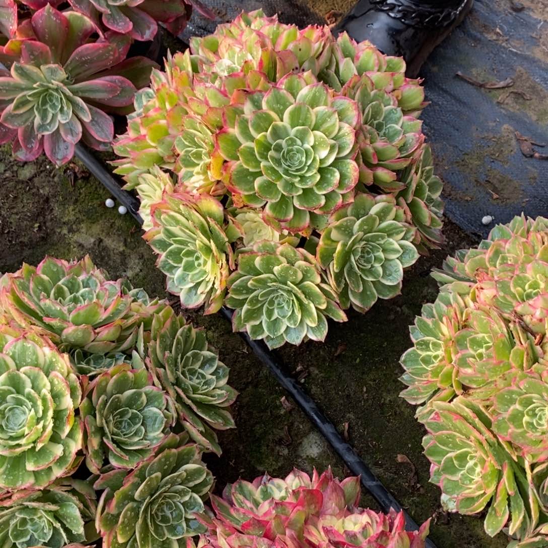 清***夏海仙多肉1749号多肉多肉