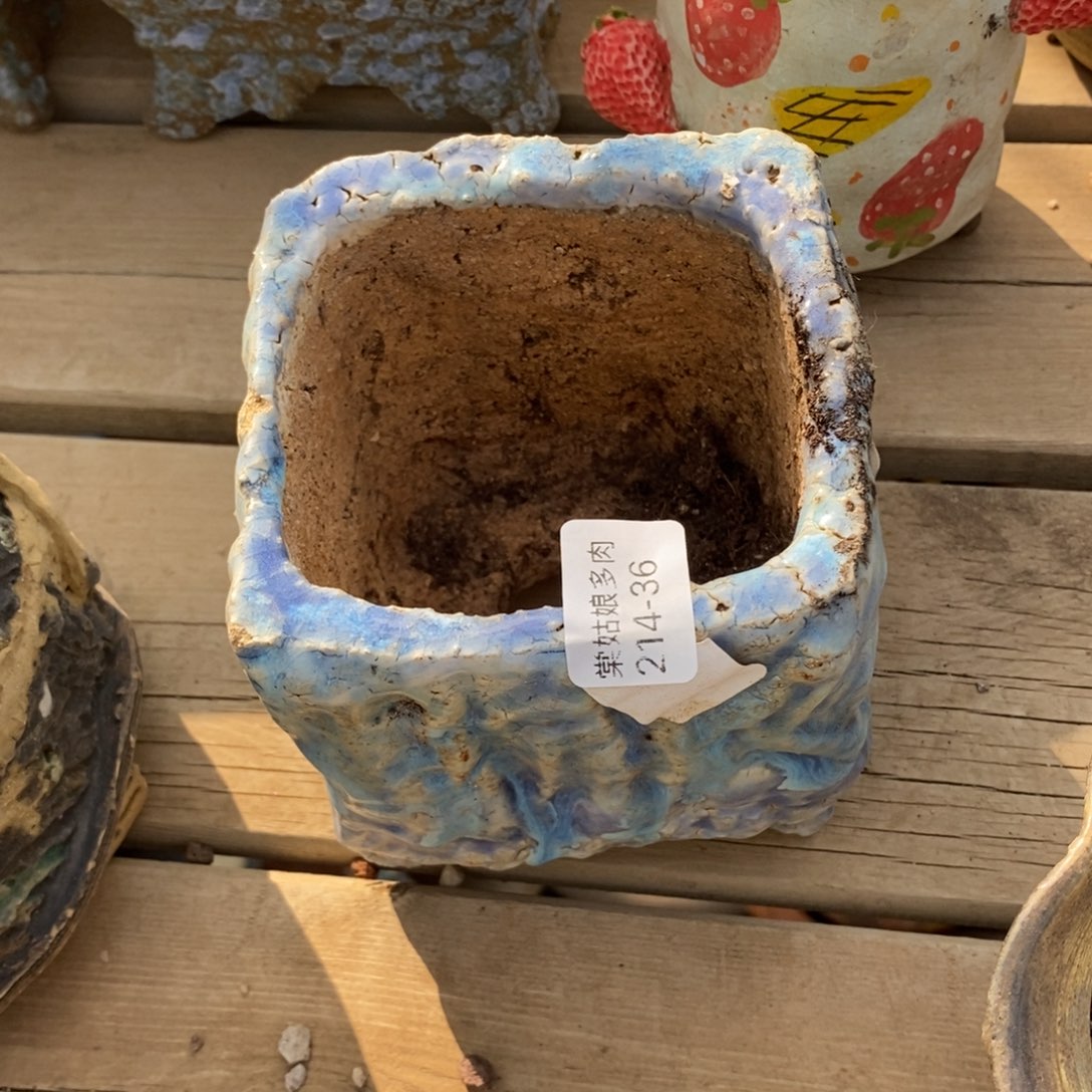 红陶简**说36号多肉盆一个呀