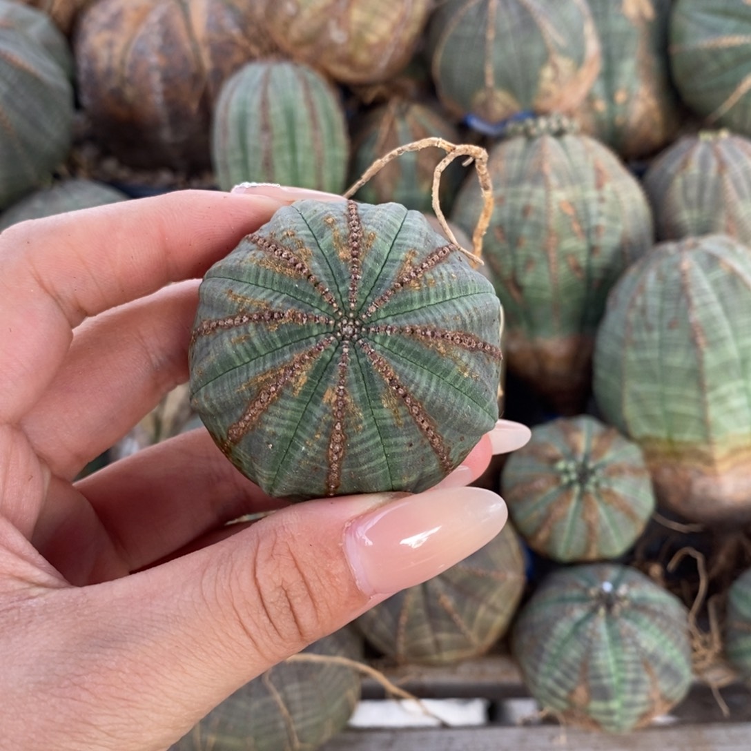 6欧系实生布纹球一物一拍