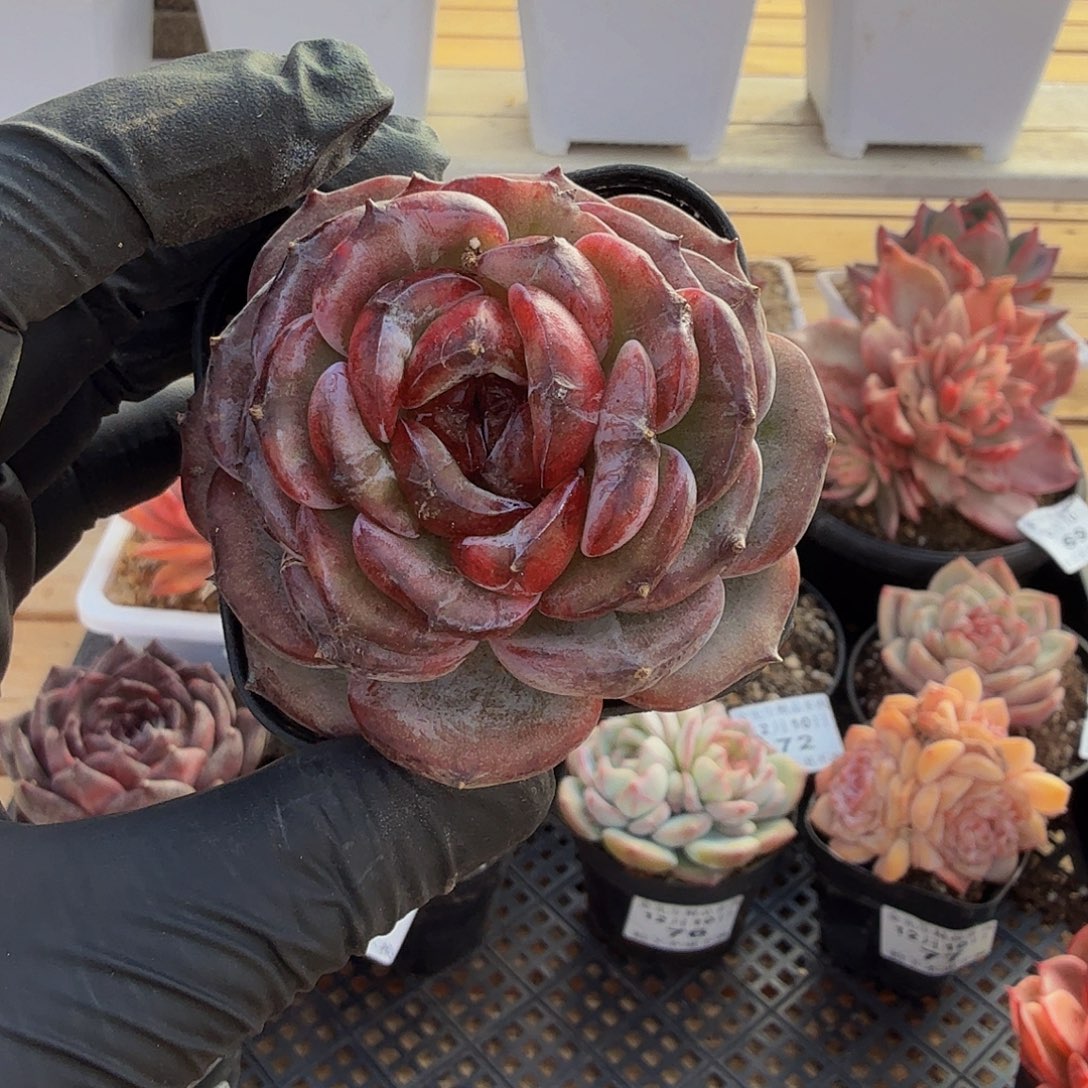 1210-79黑橙石化单头