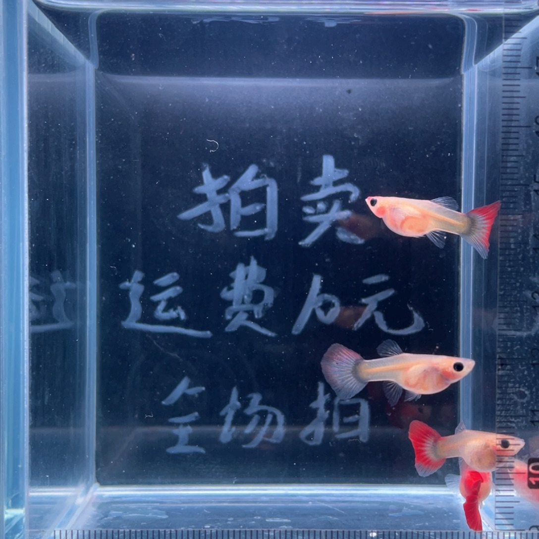 孔雀鱼红礼服玻璃猫一公三母