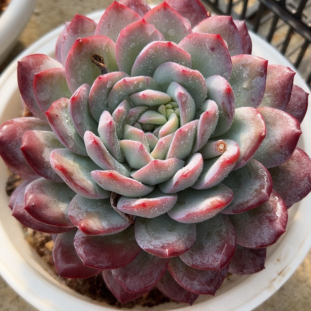 雪夜单头一物一拍多肉