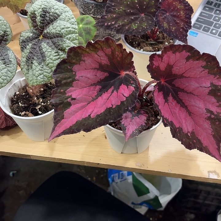 完全开放大酱菜秋海棠