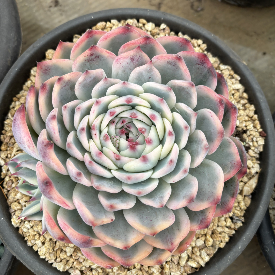 零下十度以下必拍保温箱