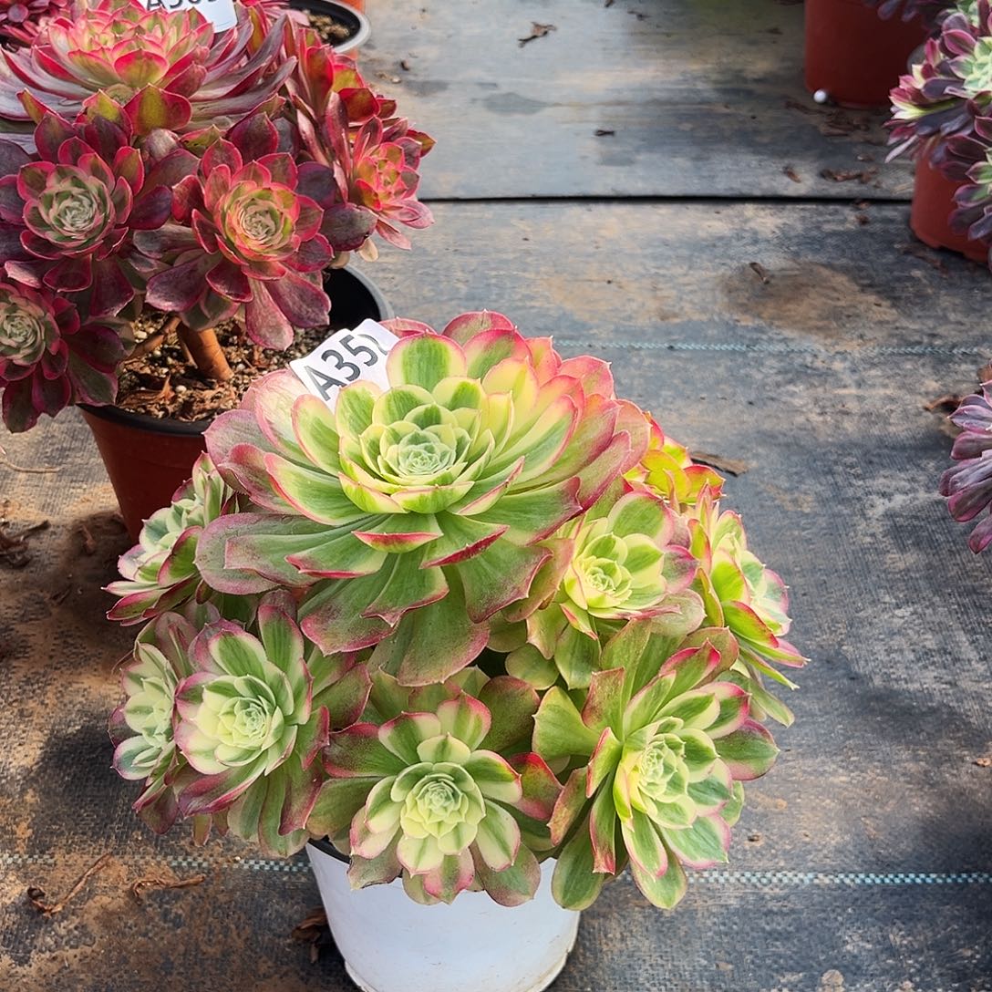 多肉植物玉姿352多肉