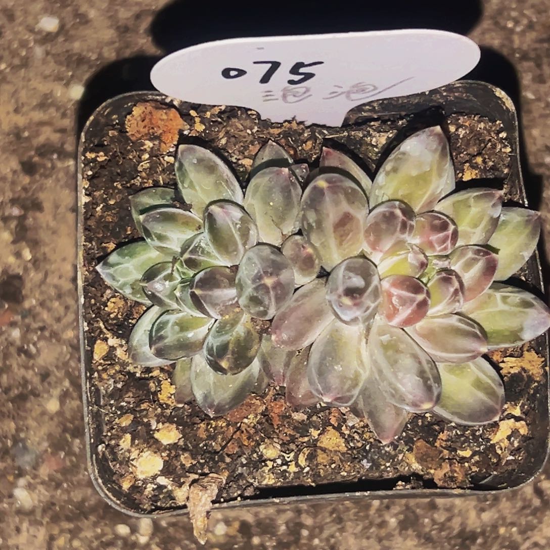 桔云多肉美人精品系列