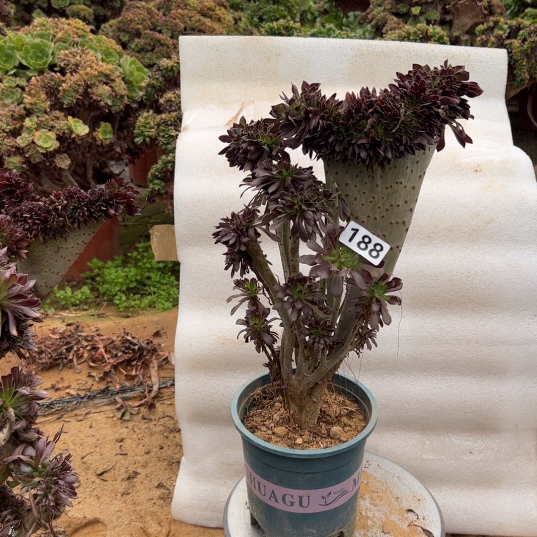 微瑕疵黑缀188高度39厘米