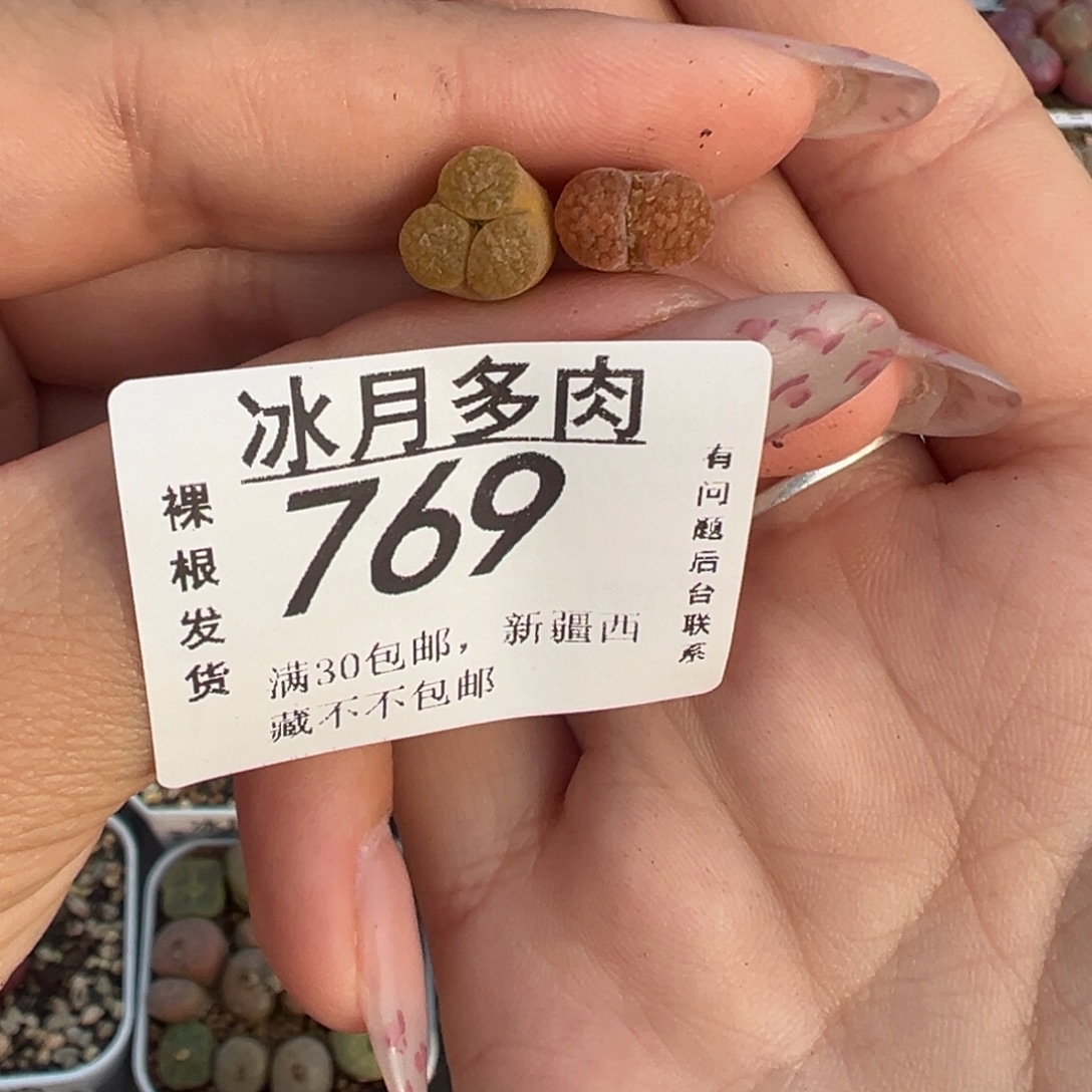 769两颗蛋糕风铃裸根发货