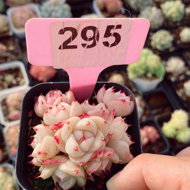 麦秆6cm不包整群