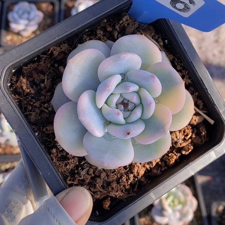 216号星影副轮锦111111