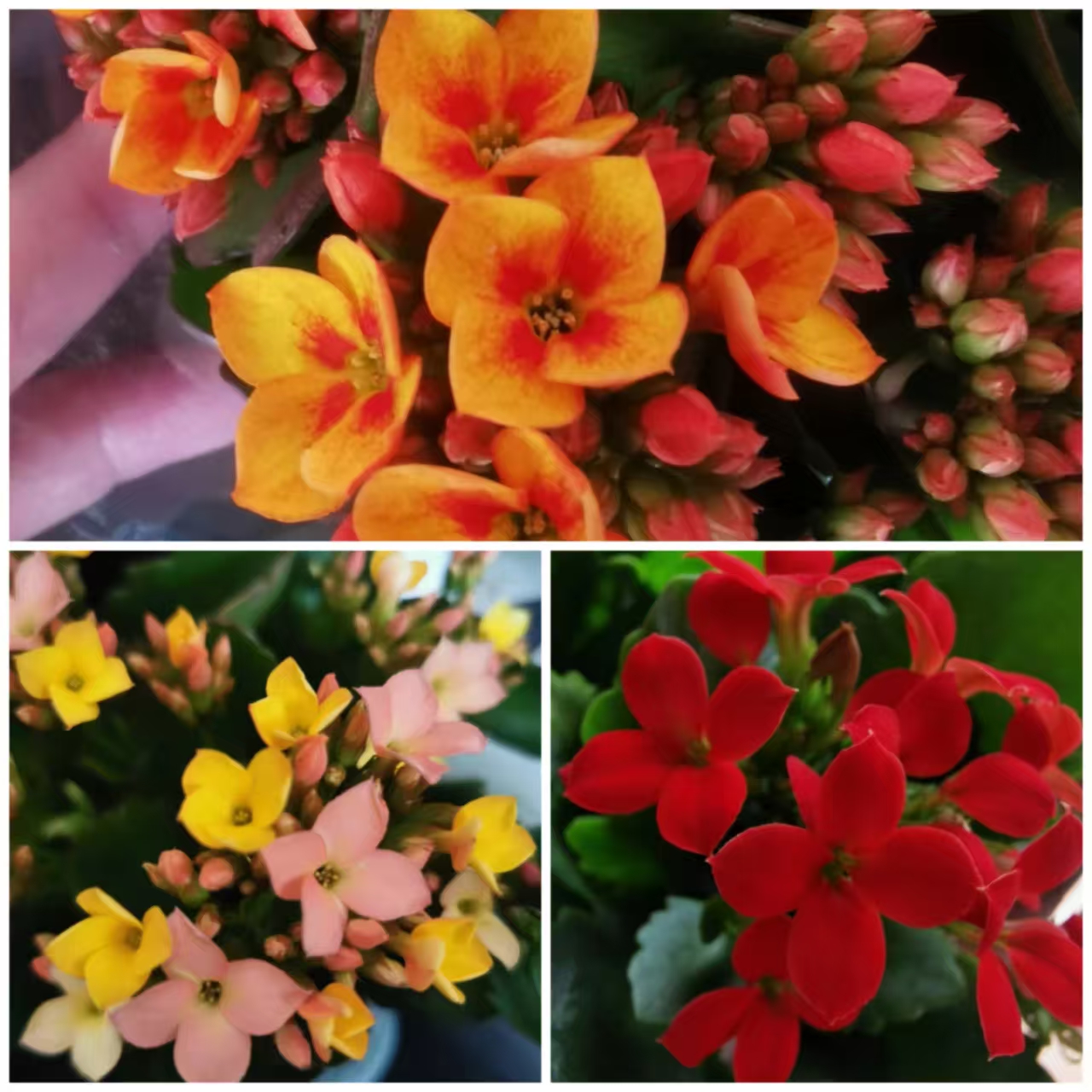 （单瓣三色）金色海岸+菲戈+七彩糖条1盆3棵3色原盆原土带花苞