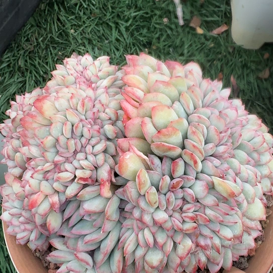 1531一物一拍（满28包邮）