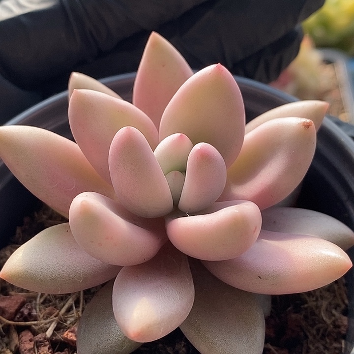 桃花源锦多肉植物