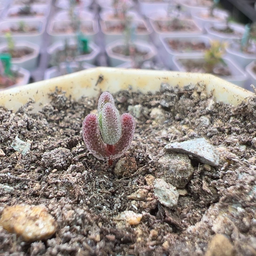 尺寸很小，1512实生血红叶，拍下不退不换