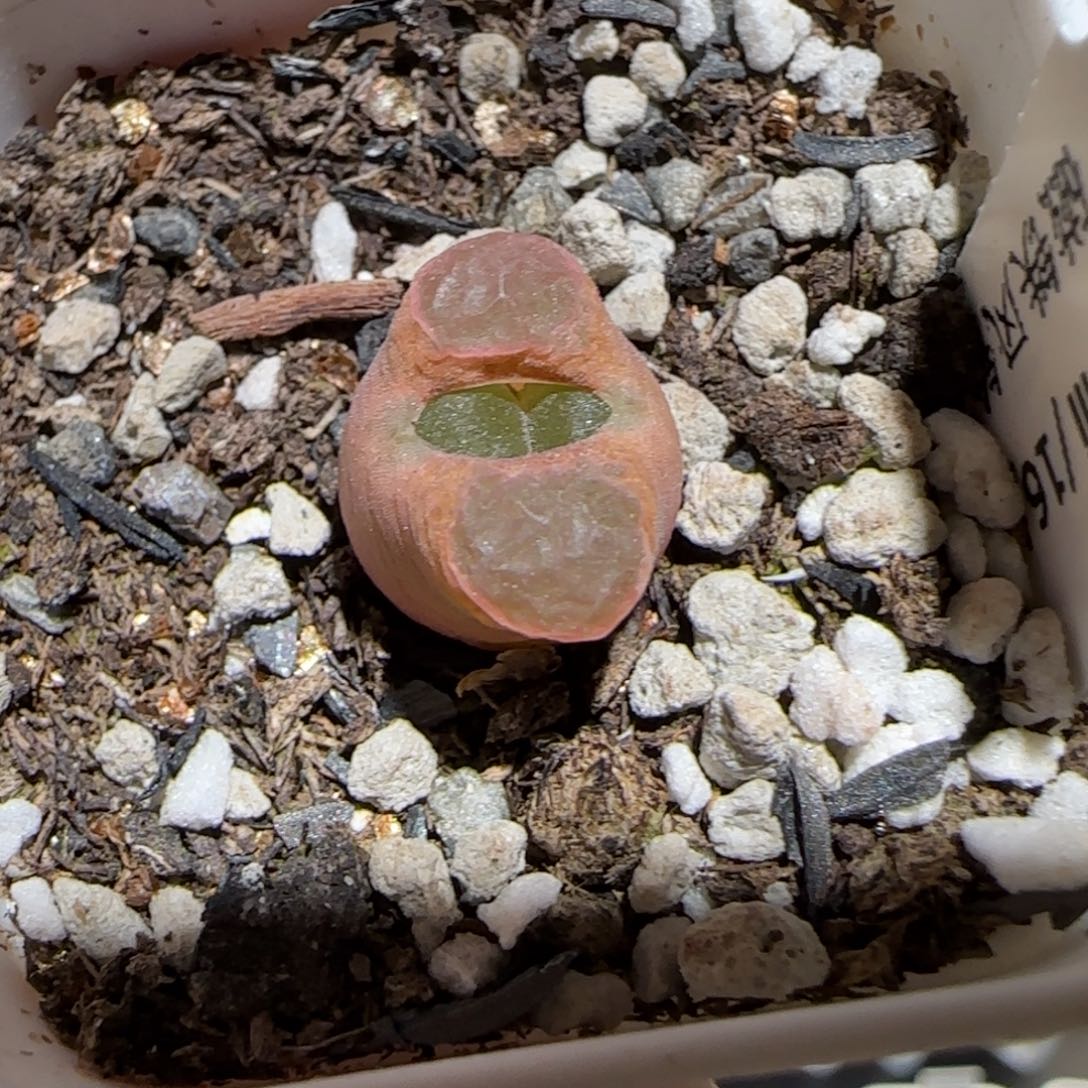 肉锥多肉植物百科-磁铁659