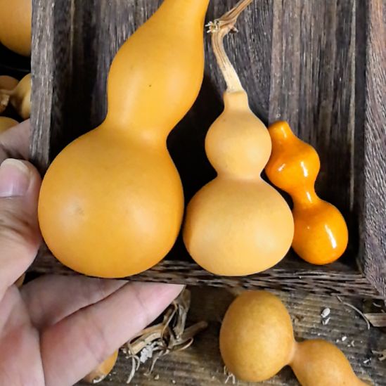 葫芦超越的小葫芦