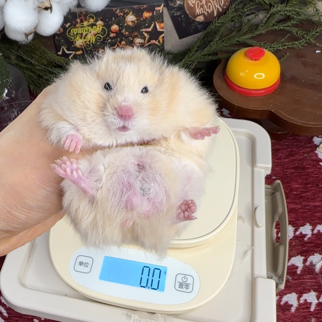 面纹黄弟弟10.25生日