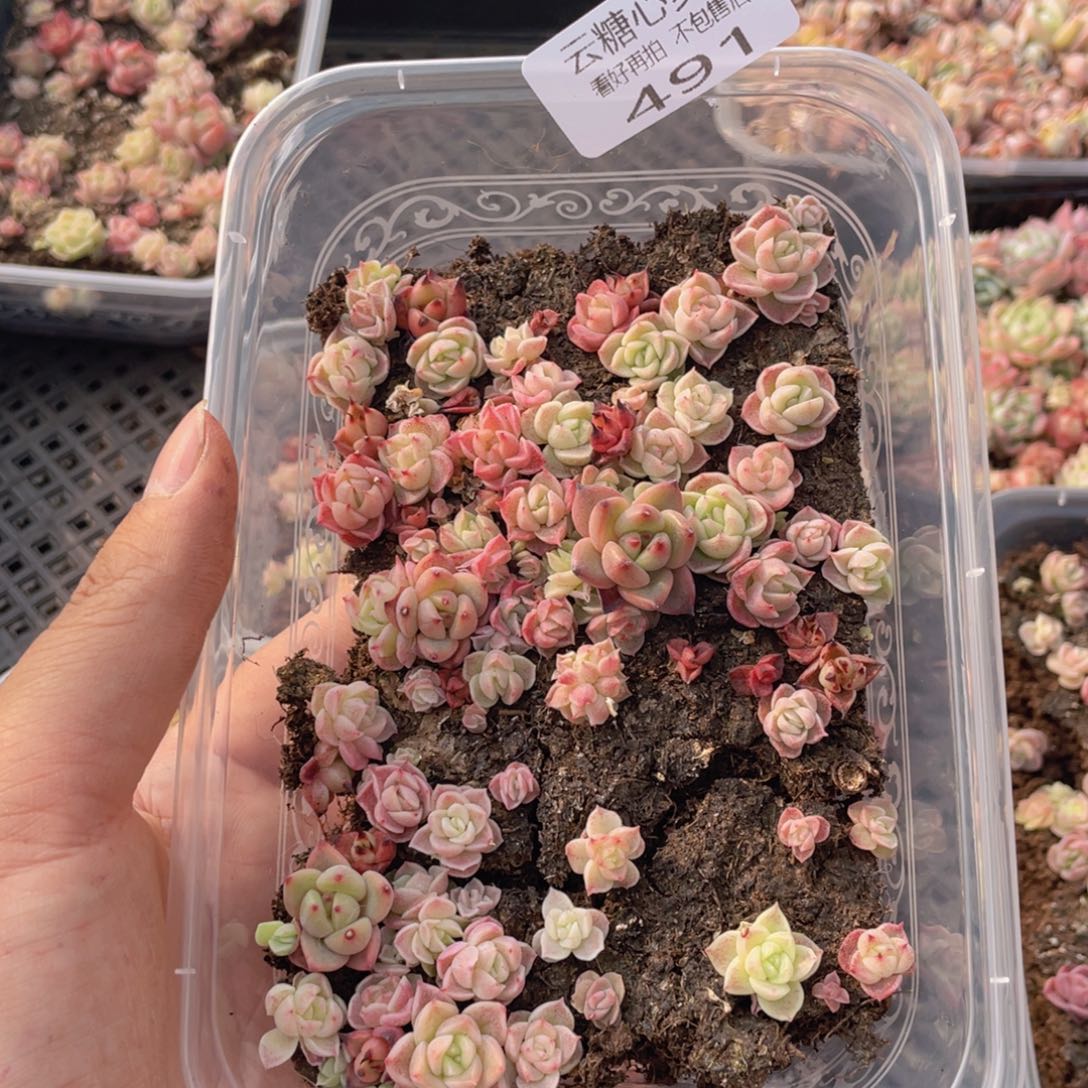 云糖心多肉植物491