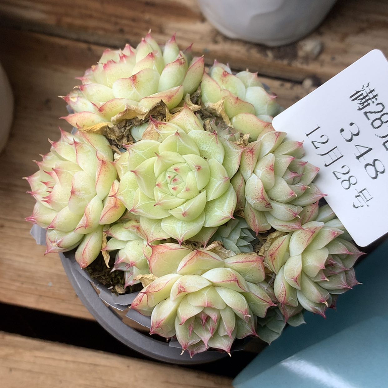 【闪购商品】云348号麦秆