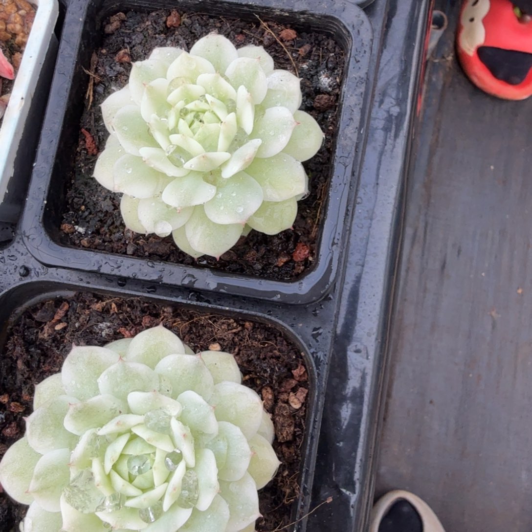 敬业锦，多肉锦多肉