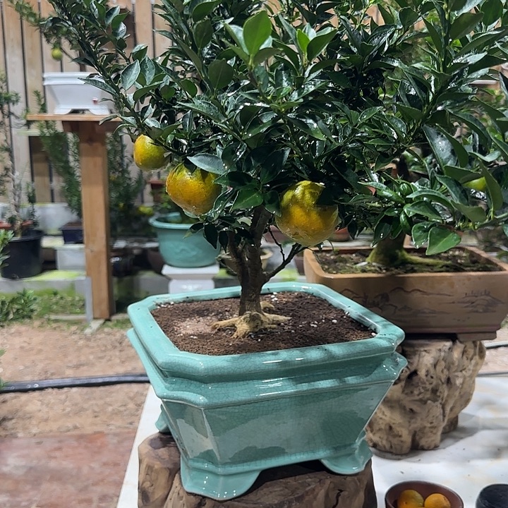 明***.直播间八房柑一物一拍