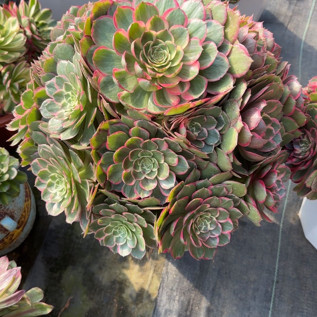 只***?花好月又圆202514