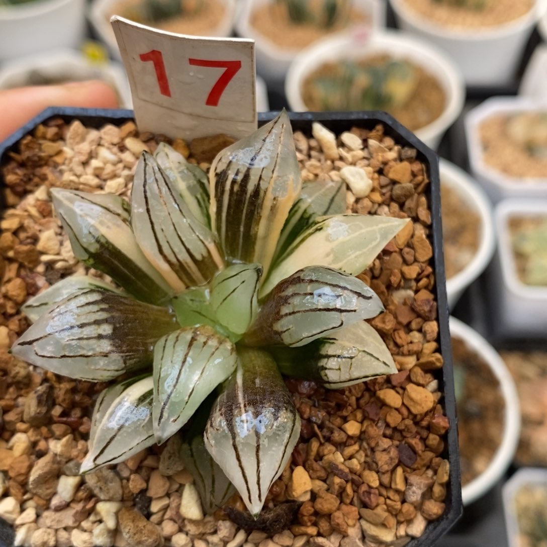 17西瓜寿多肉植物