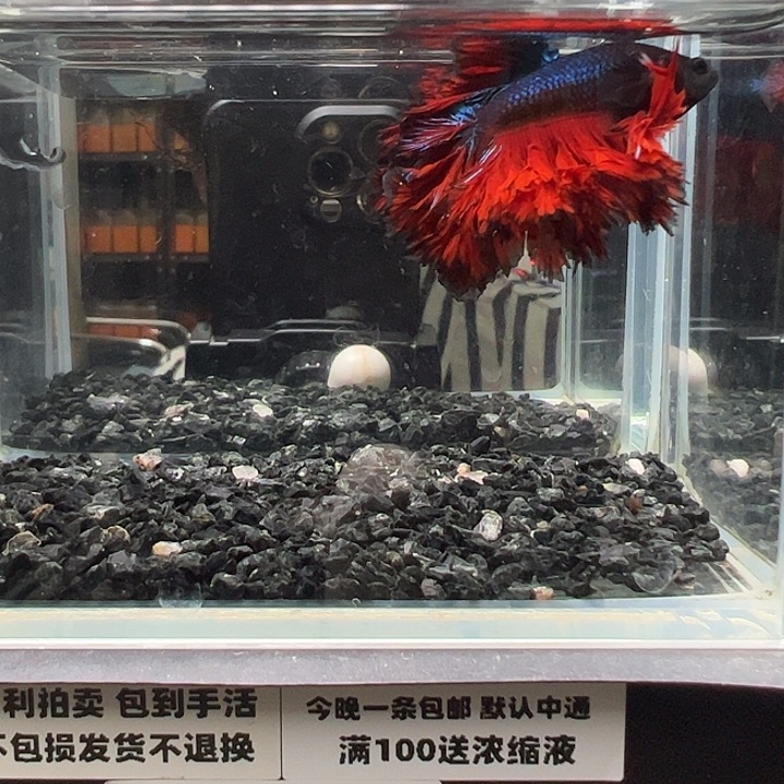 斗鱼竞拍跑单拉黑18日65