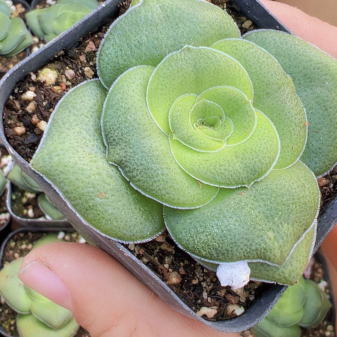 大饼巴19包邮多肉植物中